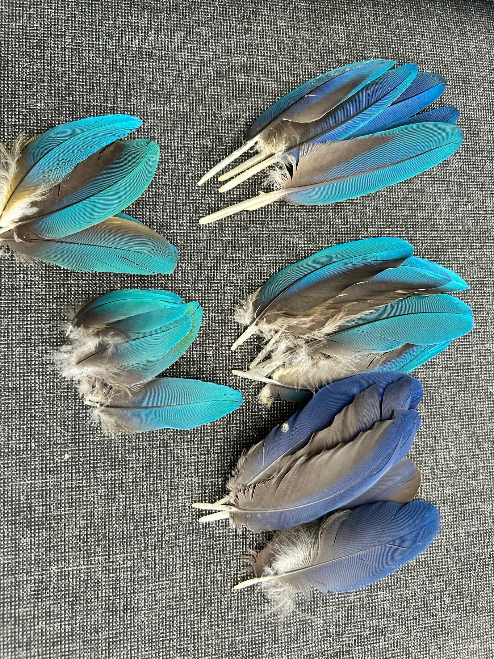Natural  feathers from the moult – photo 4